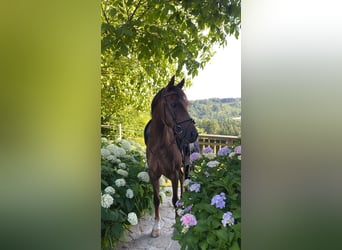 Welsh-D, Wallach, 12 Jahre, 142 cm, Dunkelfuchs