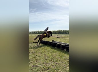 Welsh-D, Wallach, 12 Jahre, 148 cm, Fuchs