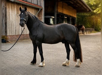 Welsh-D, Wallach, 12 Jahre, 153 cm, Rappe