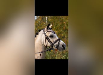 Welsh-D, Wallach, 12 Jahre