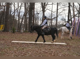 Welsh-D Mix, Wallach, 13 Jahre, 117 cm, Rappe