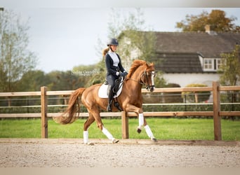 Welsh-D, Wallach, 13 Jahre, 144 cm, Fuchs