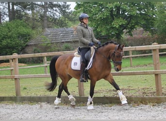Welsh-D, Wallach, 13 Jahre, 148 cm, Brauner