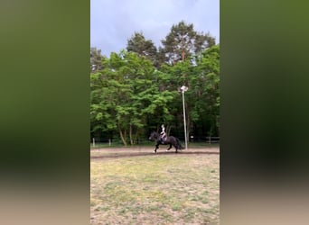 Welsh-D, Wallach, 13 Jahre, 150 cm, Rappe