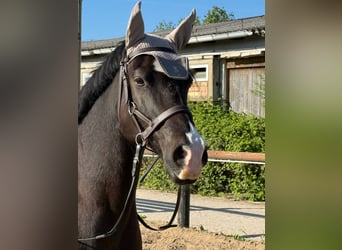 Welsh-D, Wallach, 13 Jahre, 150 cm, Rappe