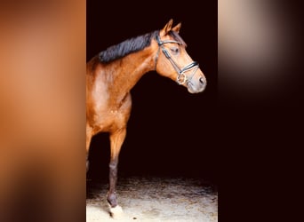 Welsh-D Mix, Wallach, 14 Jahre, 147 cm, Brauner