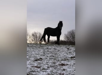 Welsh-D, Wallach, 14 Jahre, 147 cm, Rappe