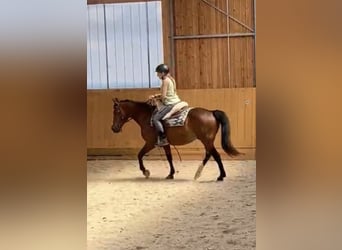 Welsh-D, Wallach, 14 Jahre, 148 cm, Brauner