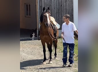 Welsh-D, Wallach, 14 Jahre, 148 cm, Brauner