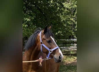 Welsh-D, Wallach, 14 Jahre, 148 cm, Brauner