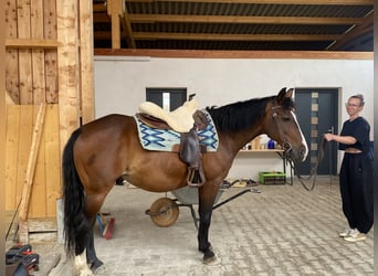 Welsh-D, Wallach, 14 Jahre, 148 cm, Brauner