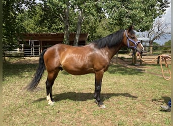 Welsh-D, Wallach, 14 Jahre, 148 cm, Brauner