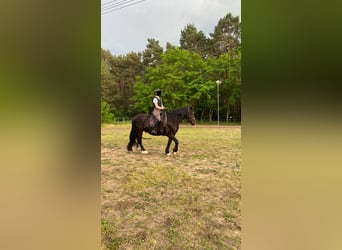 Welsh-D, Wallach, 14 Jahre, 150 cm, Rappe