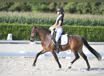 Welsh-D, Wallach, 15 Jahre, 146 cm, Brauner