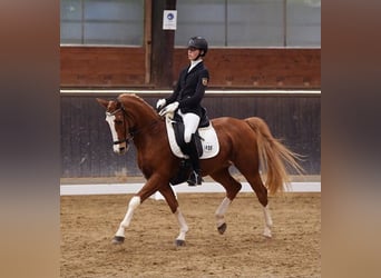 Welsh-D Mix, Wallach, 15 Jahre, 148 cm, Fuchs