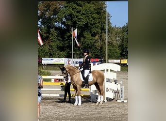 Welsh-D, Wallach, 16 Jahre, 147 cm, Palomino