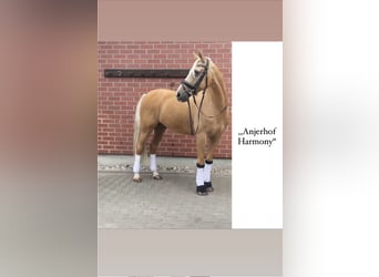 Welsh-D, Wallach, 16 Jahre, 147 cm, Palomino