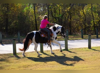 Welsh-D, Wallach, 17 Jahre, 137 cm