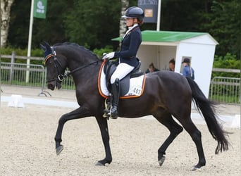 Welsh-D, Wallach, 17 Jahre, 148 cm, Schwarzbrauner