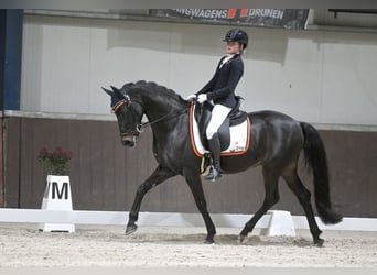 Welsh-D, Wallach, 17 Jahre, 148 cm, Schwarzbrauner