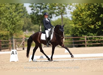 Welsh-D, Wallach, 17 Jahre, 148 cm, Schwarzbrauner