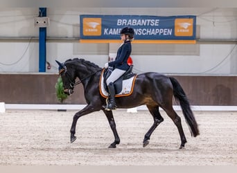 Welsh-D, Wallach, 17 Jahre, 148 cm, Schwarzbrauner