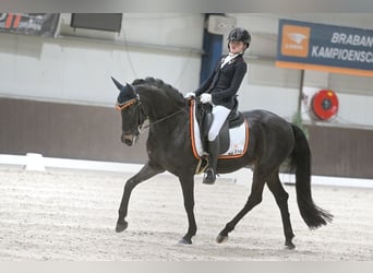 Welsh-D, Wallach, 17 Jahre, 148 cm, Schwarzbrauner