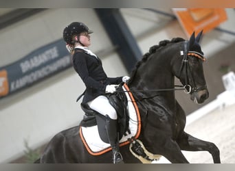 Welsh-D, Wallach, 17 Jahre, 148 cm, Schwarzbrauner