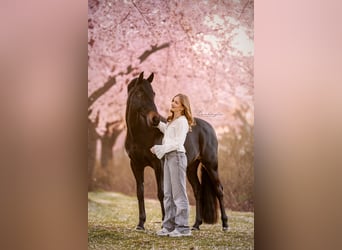 Welsh-D, Wallach, 17 Jahre, 148 cm, Schwarzbrauner