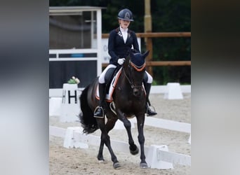 Welsh-D, Wallach, 17 Jahre, 148 cm, Schwarzbrauner