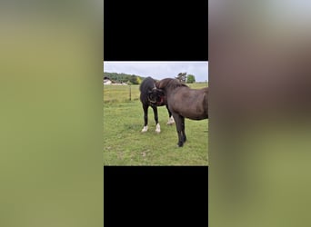 Welsh-D, Wallach, 17 Jahre, 155 cm, Rappe