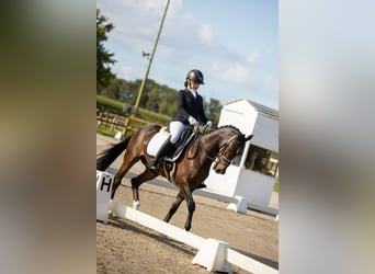Welsh-D, Wallach, 19 Jahre, 147 cm, Brauner