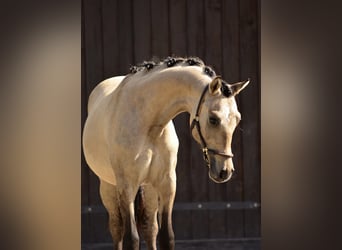 Welsh-D, Wallach, 1 Jahr, 139 cm, Buckskin