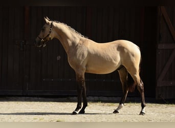 Welsh-D, Wallach, 1 Jahr, 139 cm, Buckskin