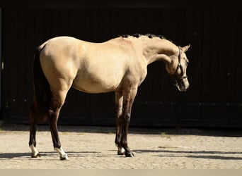 Welsh-D, Wallach, 1 Jahr, 139 cm, Buckskin