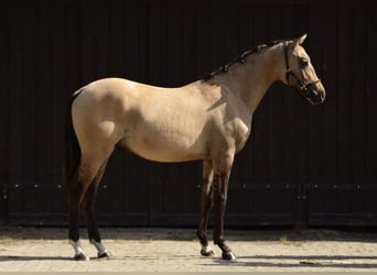 Welsh-D, Wallach, 1 Jahr, 139 cm, Buckskin