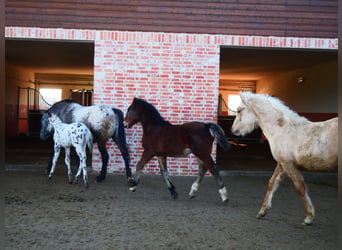 Welsh-D, Wallach, 1 Jahr, 155 cm, Brauner
