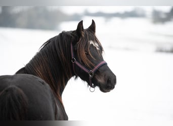 Welsh-D, Wallach, 3 Jahre, 143 cm, Dunkelbrauner