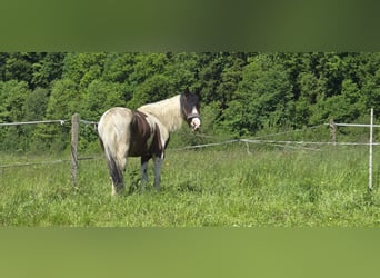 Welsh-D Mix, Wallach, 3 Jahre, 146 cm, Schecke