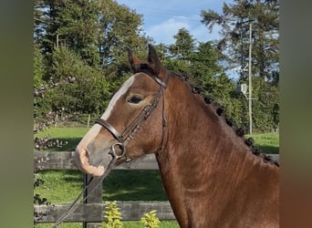 Welsh-D, Wallach, 3 Jahre, 148 cm, Rotbrauner
