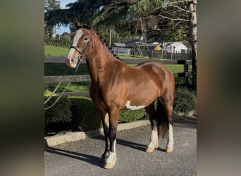 Welsh-D, Wallach, 3 Jahre, 148 cm, Rotbrauner