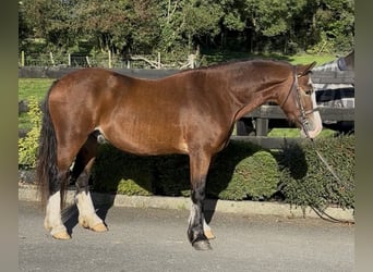 Welsh-D, Wallach, 3 Jahre, 148 cm, Rotbrauner