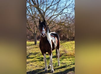 Welsh-D Mix, Wallach, 3 Jahre, 148 cm, Schecke