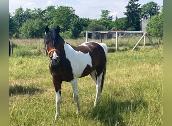 Welsh-D Mix, Wallach, 3 Jahre, 150 cm, Schecke