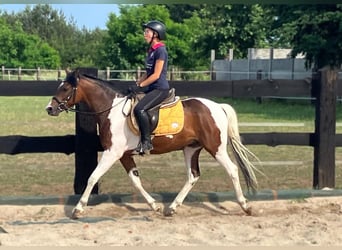 Welsh-D Mix, Wallach, 3 Jahre, 150 cm, Schecke