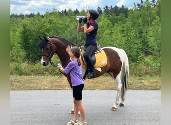 Welsh-D Mix, Wallach, 3 Jahre, 150 cm, Schecke