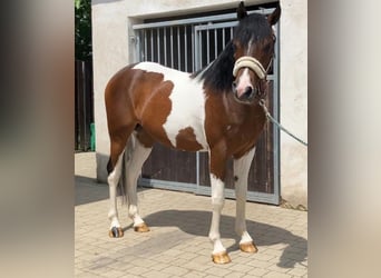 Welsh-D Mix, Wallach, 3 Jahre, 150 cm, Schecke