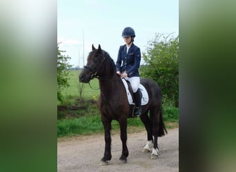 Welsh-D, Wallach, 4 Jahre, 142 cm, Dunkelbrauner