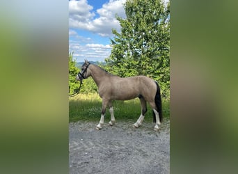 Welsh-D, Wallach, 4 Jahre, 143 cm, Buckskin