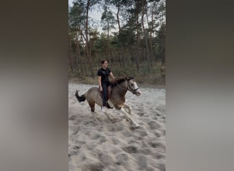 Welsh-D Mix, Wallach, 4 Jahre, 145 cm, Schecke